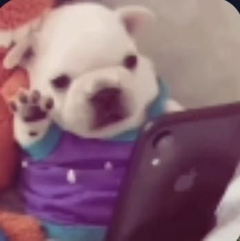 Perrito con un teléfono